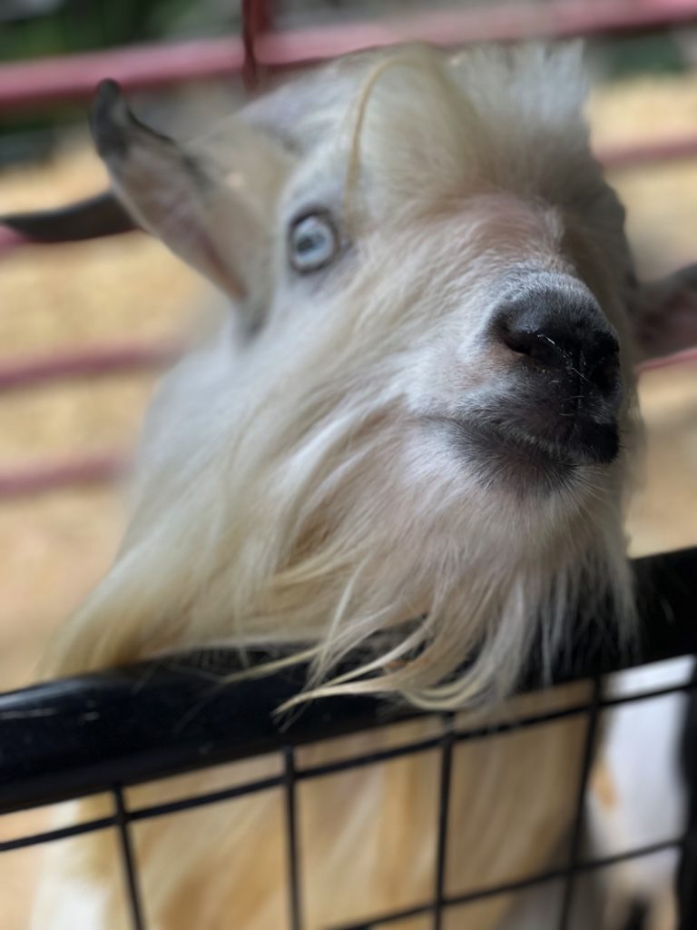 Billy, the Goat - Bunny & the Bee Farm, NC