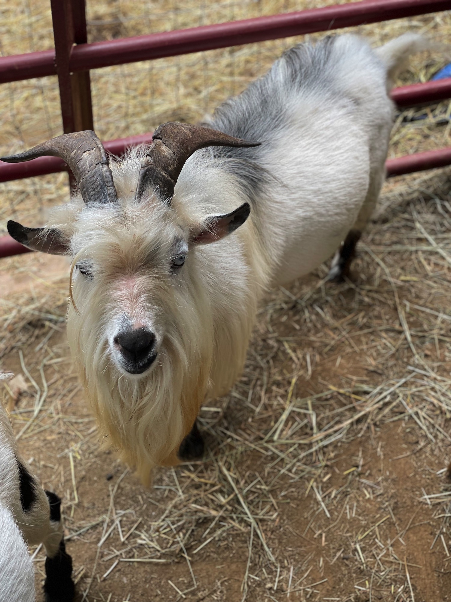 Billy, the Goat - Bunny & the Bee Farm, NC