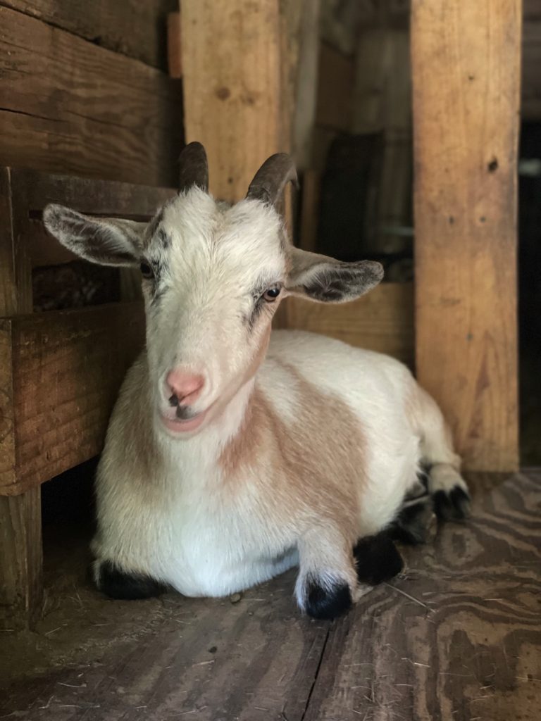 Samoa - Bunny and the Bee Farm, NC