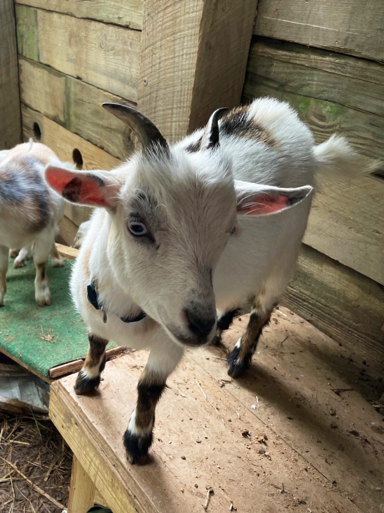 Tinker Bell - Bunny and the Bee Farm, NC