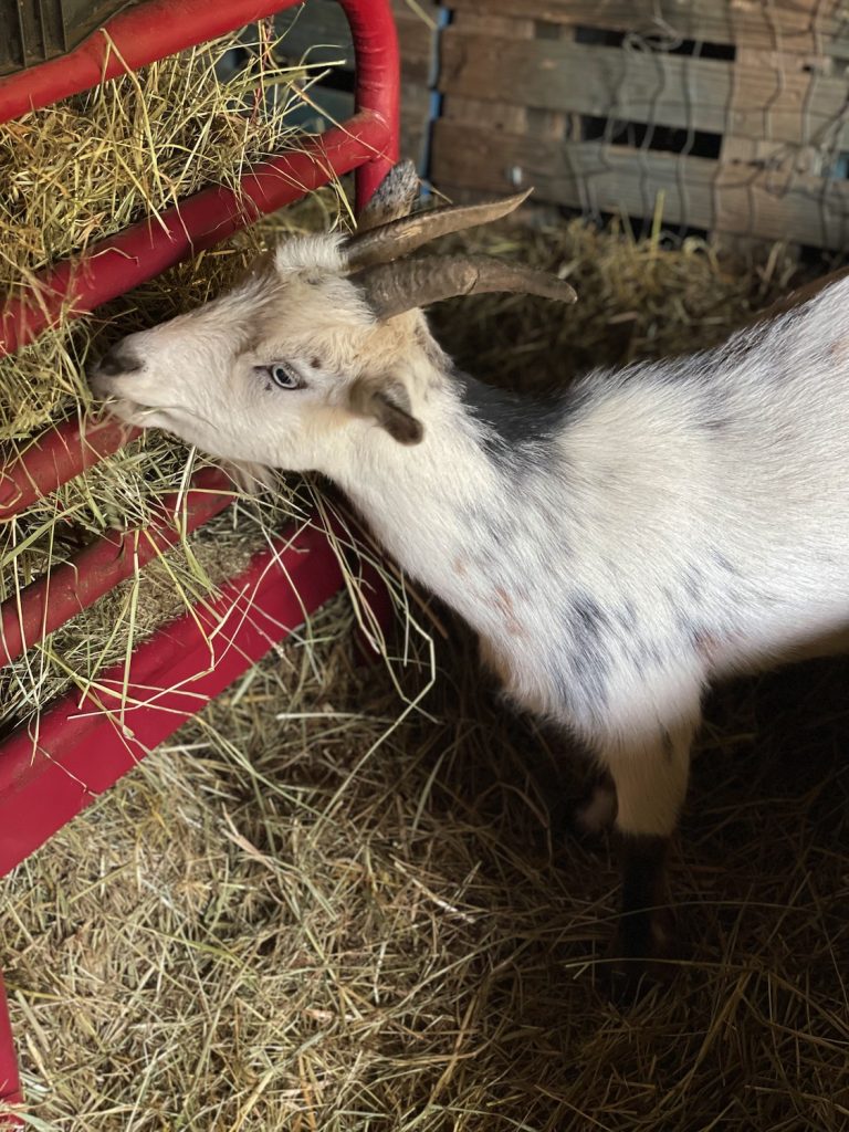 Wendy - Bunny and the Bee Farm, NC