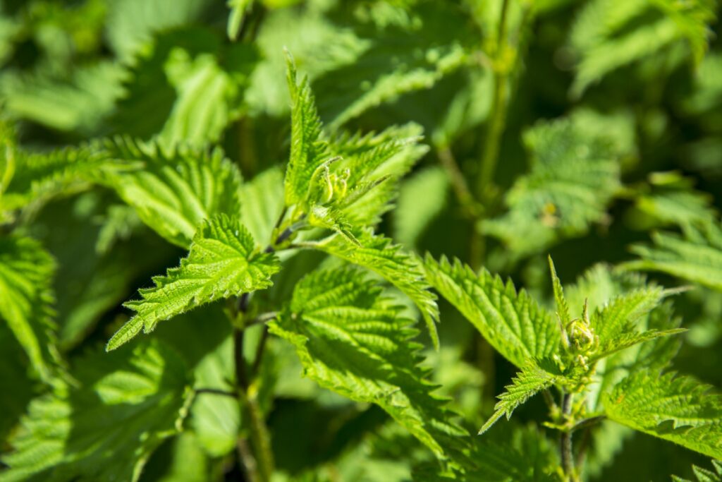 Stinging Nettle - Bunny and the Bee Farm
