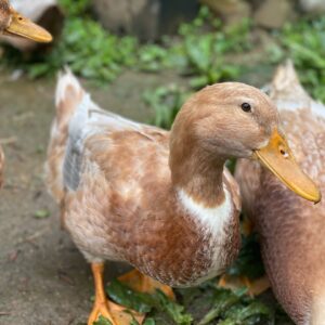 Saxony Hen