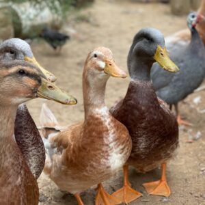 Saxony Duck Trio (1 Drake + 2 Hens)