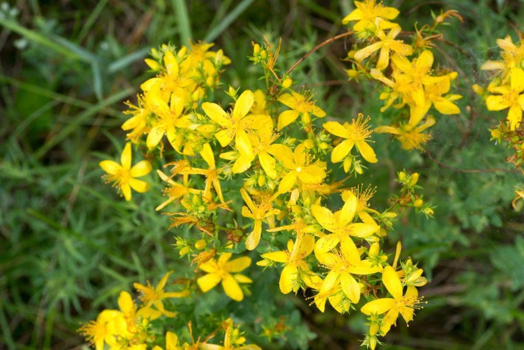 St. John's Wort - Bunny and the Bee Farm