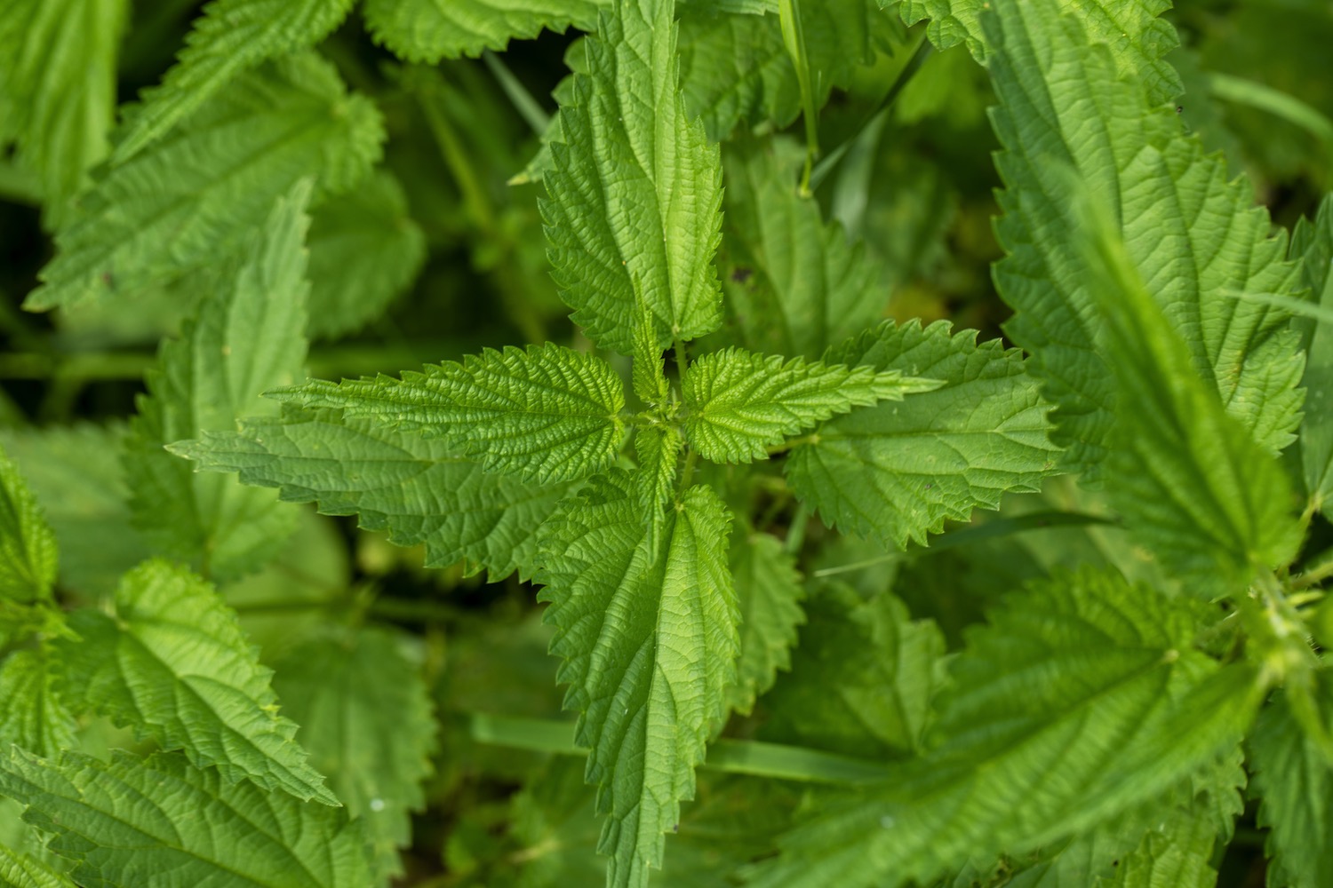 Stinging Nettle